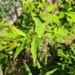 Symphyotrichum cordifoliumList