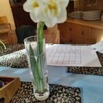 Narcissus tazetta Цветок