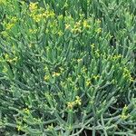 Euphorbia aphylla Hábito