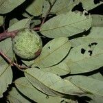 Annona amazonica Outro