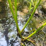Sium latifolium Corteza