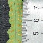 Campyloneurum angustifolium Diğer
