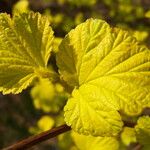 Ribes magellanicum Hoja