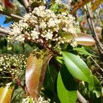 Photinia serratifolia Blüte