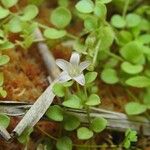 Lysimachia tenella Habitus