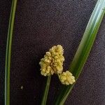 Cyperus luzulae Flower