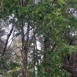 Nothofagus alpina Hábito