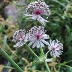 Astrantia major 花