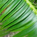 Dioon spinulosum List