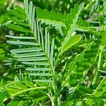 Sesbania herbacea Leaf