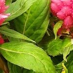 Celosia argentea Blatt