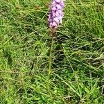 Dactylorhiza maculata Vekstform