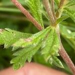 Potentilla inclinata Leaf