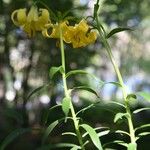 Lilium monadelphum Flower