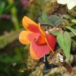 Dendrobium cuthbertsonii Flor