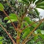 Schefflera actinophylla 樹皮