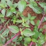 Heterotis rotundifolia Лист