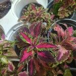 Plectranthus scutellarioides Yaprak