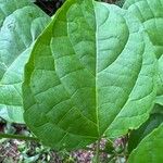 Discoglypremna caloneura Hoja