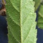 Sida hyssopifolia Leaf