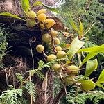 Coelogyne cristata Fruit