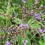 Eirmocephala brachiata Flower