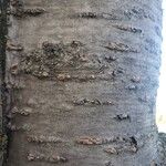 Prunus × yedoensis Bark