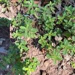 Teucrium chamaedrysBlad