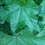 Malva verticillata Feuille