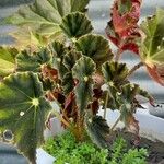 Begonia heracleifolia Fuelha
