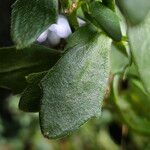 Scaevola plumieri Leaf