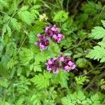 Valeriana graciliflora 花