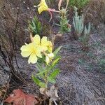 Oenothera elata Λουλούδι