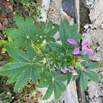 Cleome hasslerianaFlor