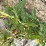 Oenothera speciosa Φύλλο