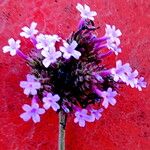 Verbena bonariensis Fleur