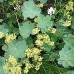 Alchemilla monticola Leaf