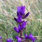 Campanula glomerataKukka