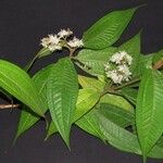 Miconia ibaguensis Drugo