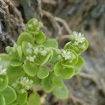 Polycarpon polycarpoides Mosusu