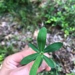 Hypericum hypericoides Leaf