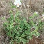 Hibiscus flavifolius Yaprak