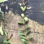 Hydrangea viburnoides Blatt