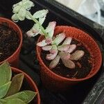 Sedum pachyphyllum 叶