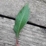 Persicaria maculosa Blatt