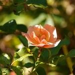 Rosa abietina Цветок