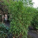 Phyllostachys aurea عادت