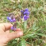 Pulmonaria longifolia Cvet