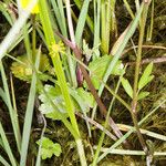 Ranunculus cordiger Feuille