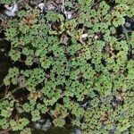 Azolla filiculoides Blad